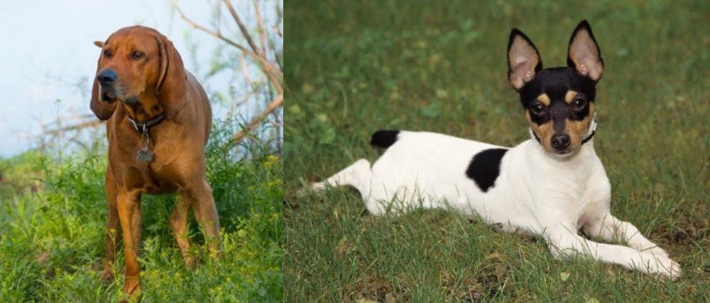 Toy Fox Terrier vs Redbone Coonhound - Breed Comparison