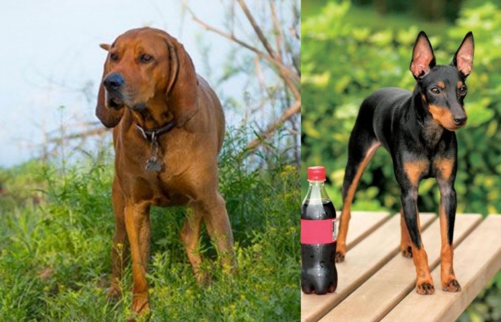 Toy Manchester Terrier vs Redbone Coonhound - Breed Comparison