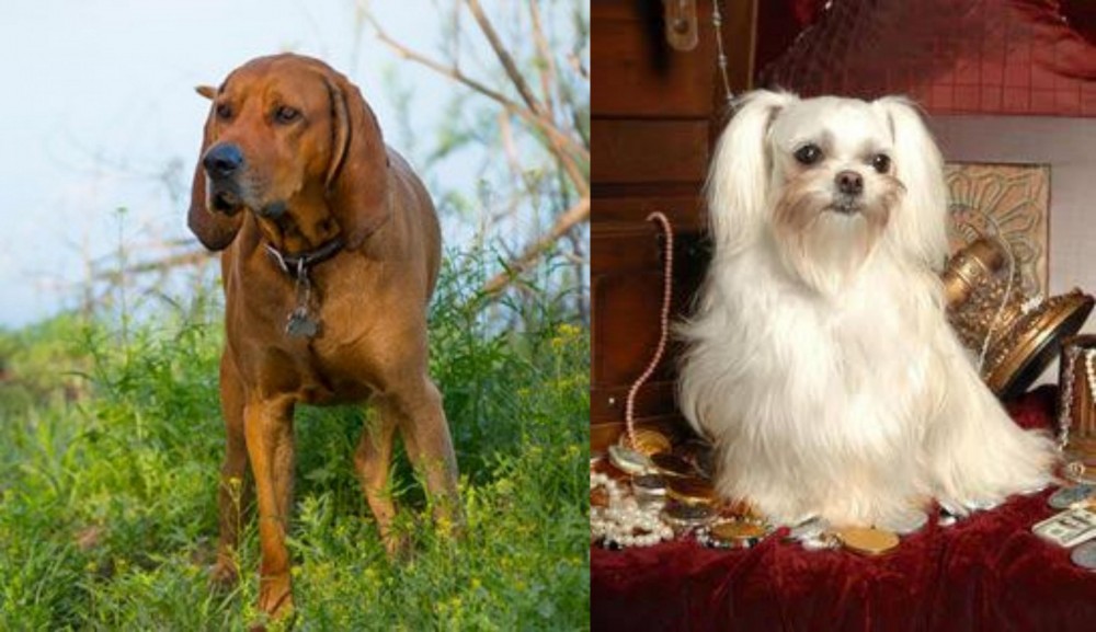 Toy Mi-Ki vs Redbone Coonhound - Breed Comparison