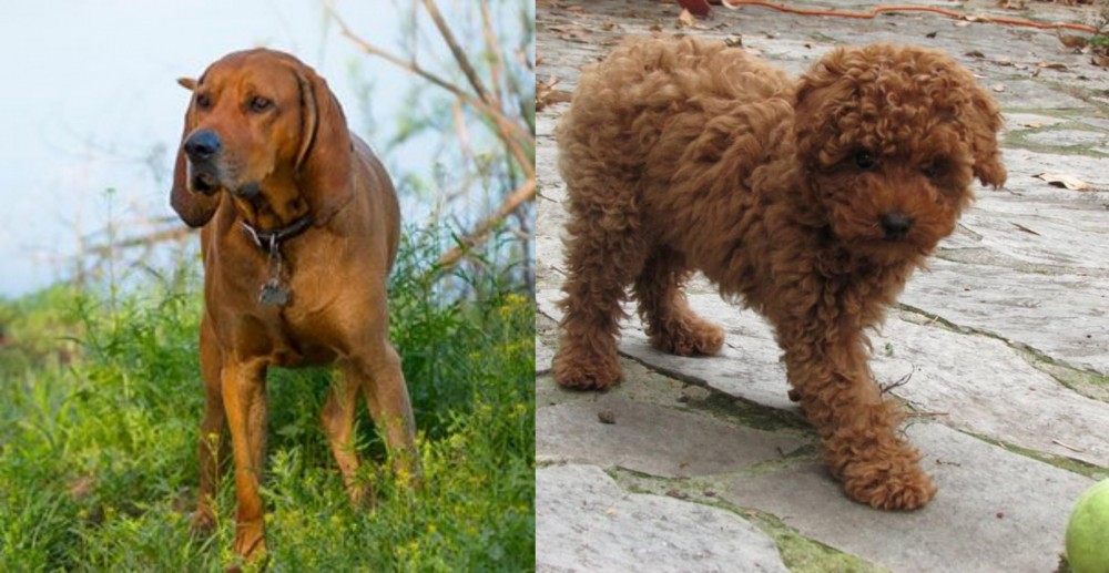 Toy Poodle vs Redbone Coonhound - Breed Comparison