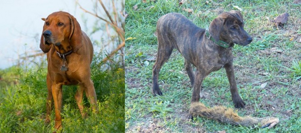 Treeing Cur vs Redbone Coonhound - Breed Comparison