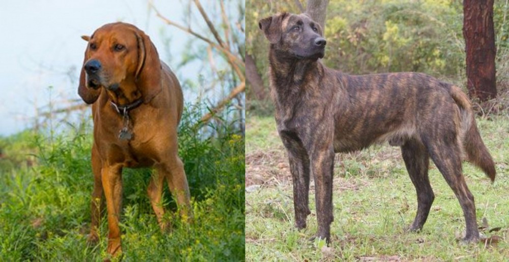 Treeing Tennessee Brindle vs Redbone Coonhound - Breed Comparison