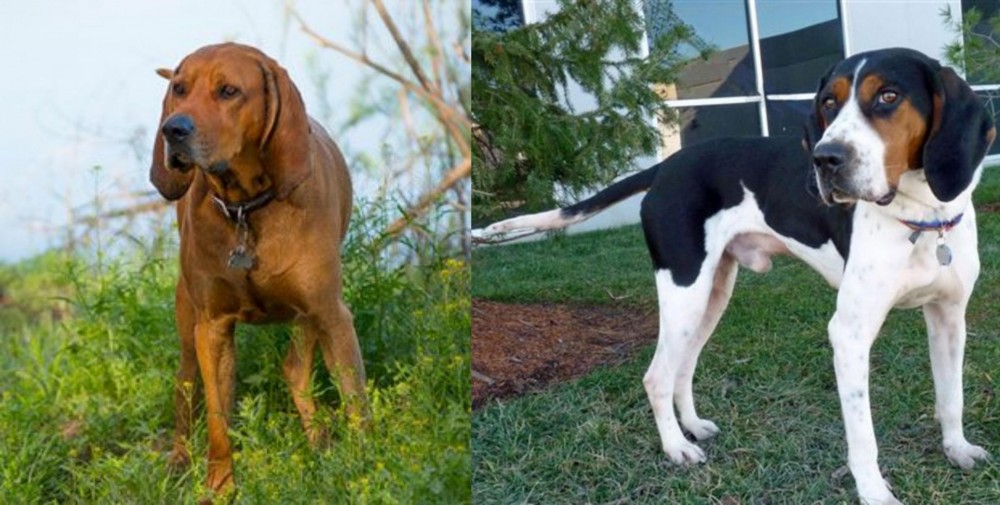 Treeing Walker Coonhound vs Redbone Coonhound - Breed Comparison