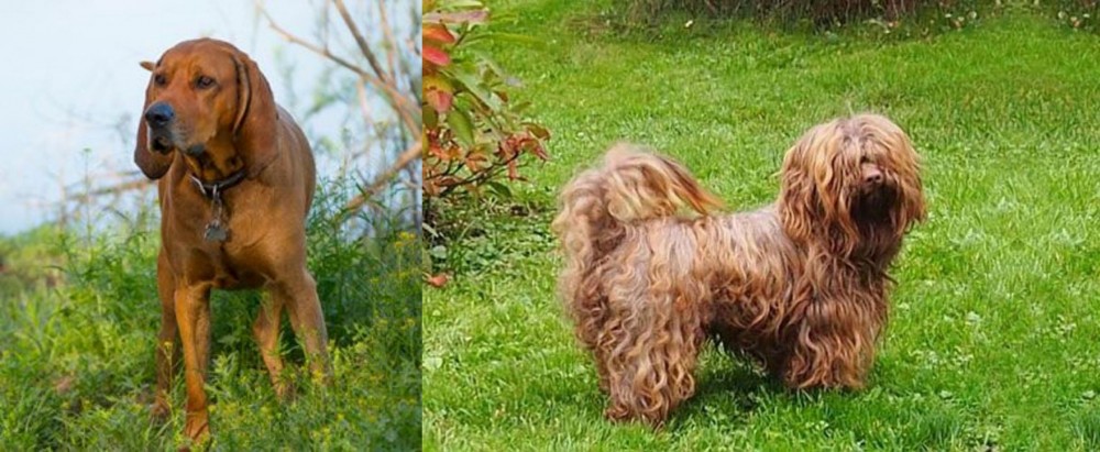 Tsvetnaya Bolonka vs Redbone Coonhound - Breed Comparison