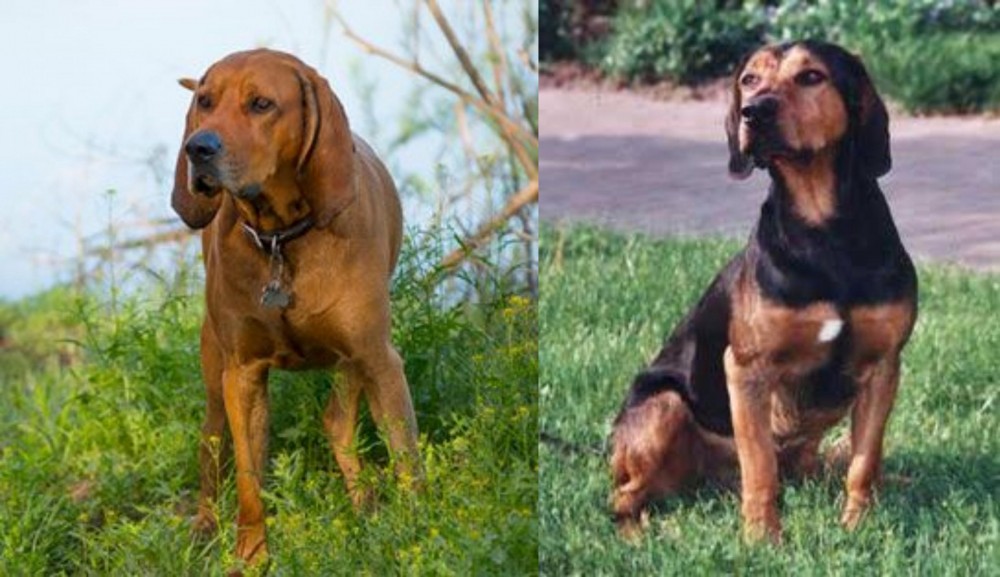 Tyrolean Hound vs Redbone Coonhound - Breed Comparison