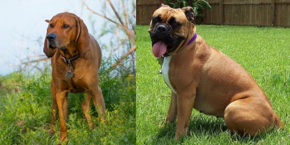 Valley Bulldog vs Redbone Coonhound - Breed Comparison