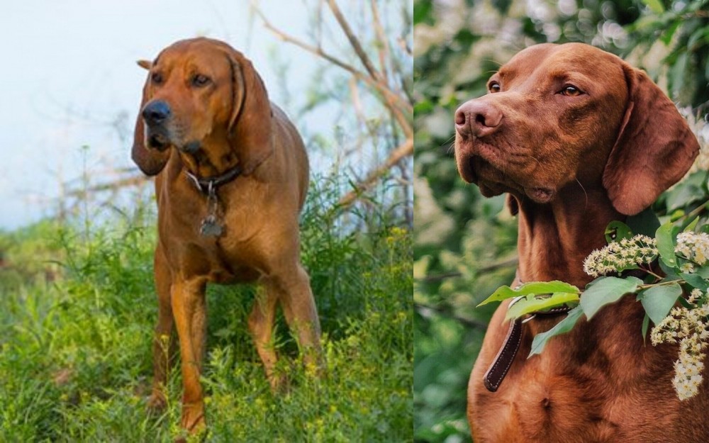 Vizsla vs Redbone Coonhound - Breed Comparison