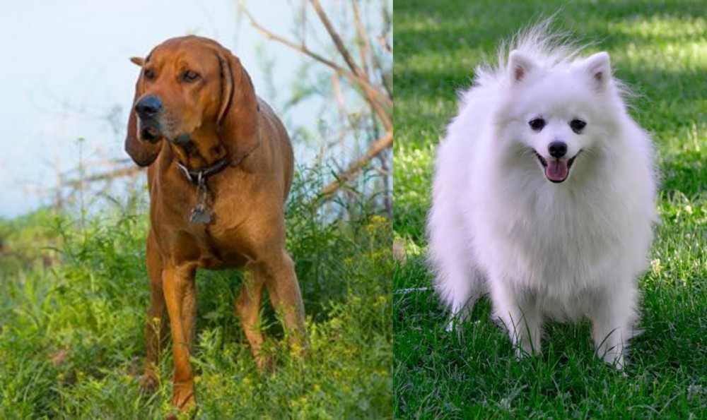 Volpino Italiano vs Redbone Coonhound - Breed Comparison