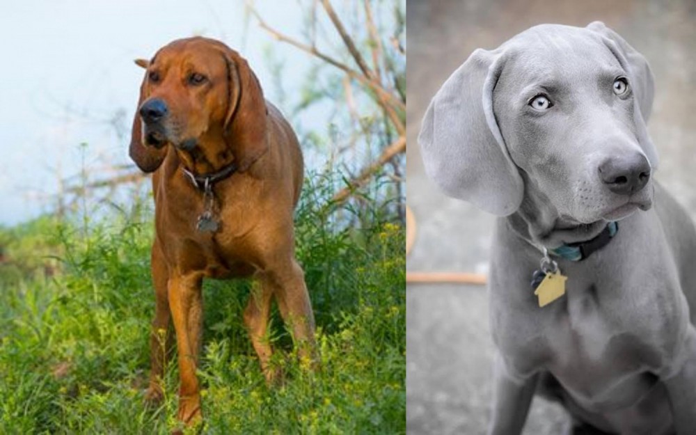 Weimaraner vs Redbone Coonhound - Breed Comparison