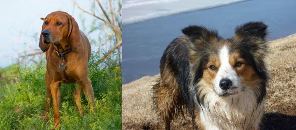 Welsh Sheepdog vs Redbone Coonhound - Breed Comparison