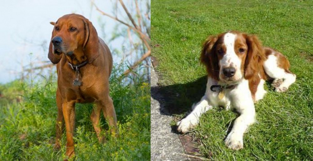 Welsh Springer Spaniel vs Redbone Coonhound - Breed Comparison
