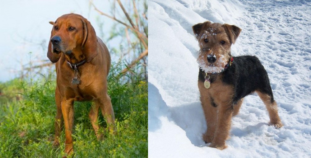 Welsh Terrier vs Redbone Coonhound - Breed Comparison
