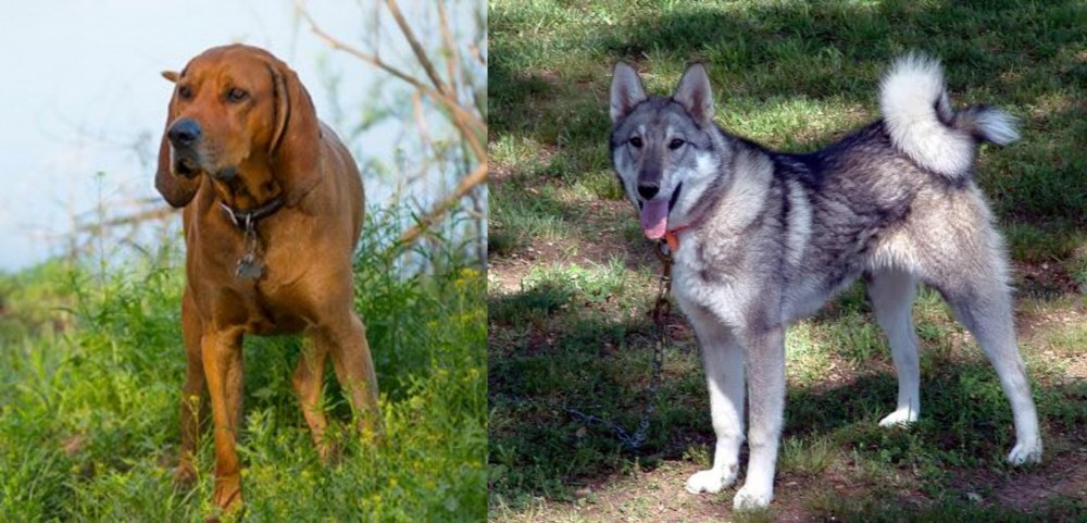 West Siberian Laika vs Redbone Coonhound - Breed Comparison