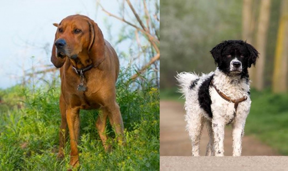 Wetterhoun vs Redbone Coonhound - Breed Comparison