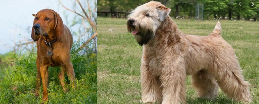 Wheaten Terrier vs Redbone Coonhound - Breed Comparison
