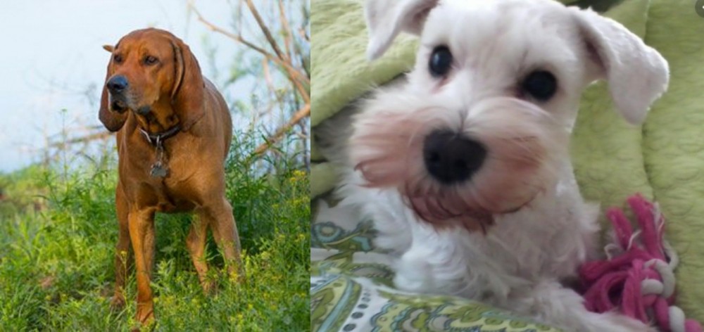 White Schnauzer vs Redbone Coonhound - Breed Comparison