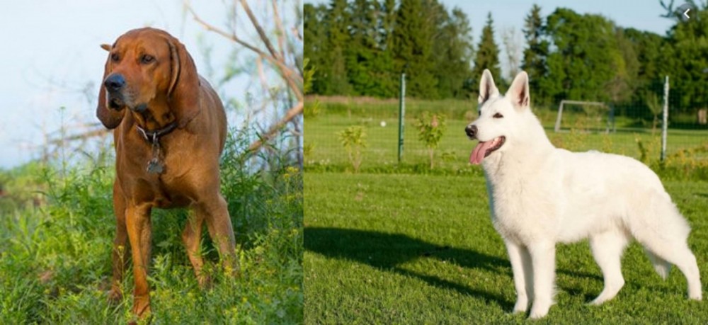 White Shepherd vs Redbone Coonhound - Breed Comparison