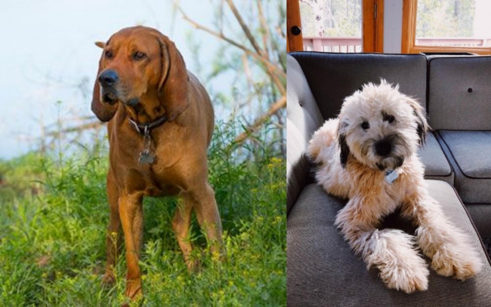 Whoodles vs Redbone Coonhound - Breed Comparison