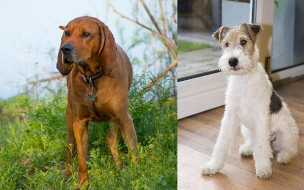Wire Fox Terrier vs Redbone Coonhound - Breed Comparison