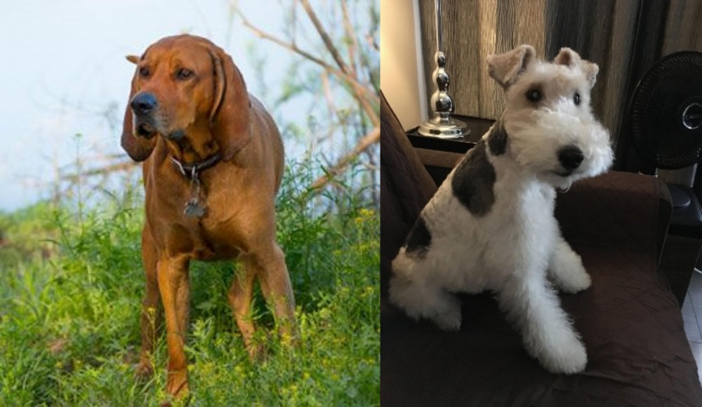 Wire Haired Fox Terrier vs Redbone Coonhound - Breed Comparison