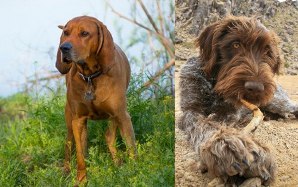 Wirehaired Pointing Griffon vs Redbone Coonhound - Breed Comparison