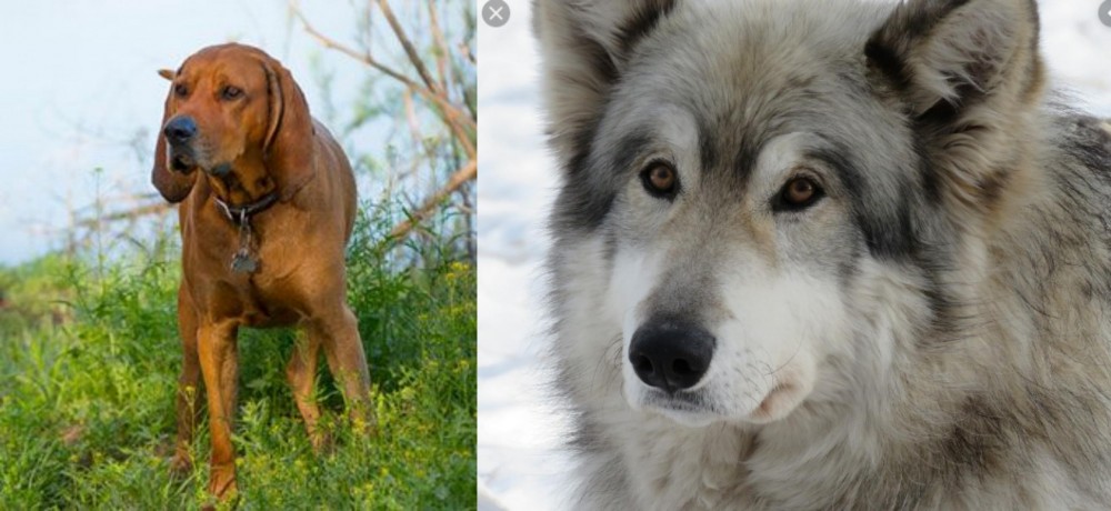 Wolfdog vs Redbone Coonhound - Breed Comparison