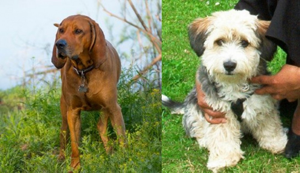 Yo-Chon vs Redbone Coonhound - Breed Comparison