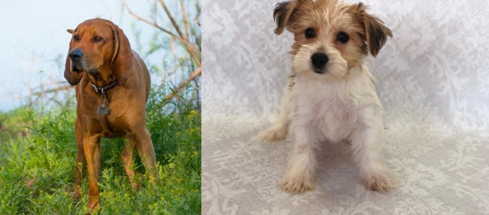 Yochon vs Redbone Coonhound - Breed Comparison