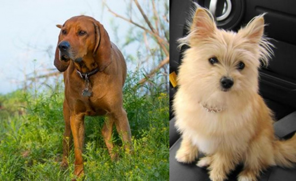 Yoranian vs Redbone Coonhound - Breed Comparison
