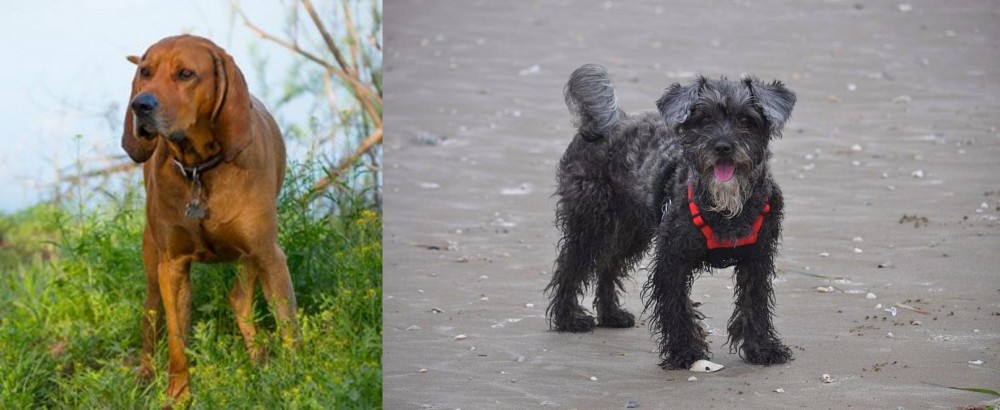 YorkiePoo vs Redbone Coonhound - Breed Comparison