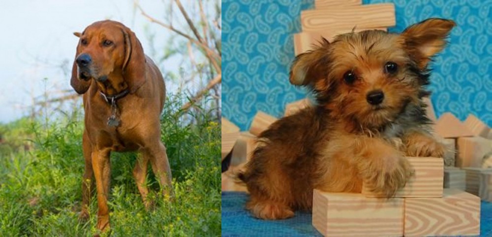 Yorkillon vs Redbone Coonhound - Breed Comparison