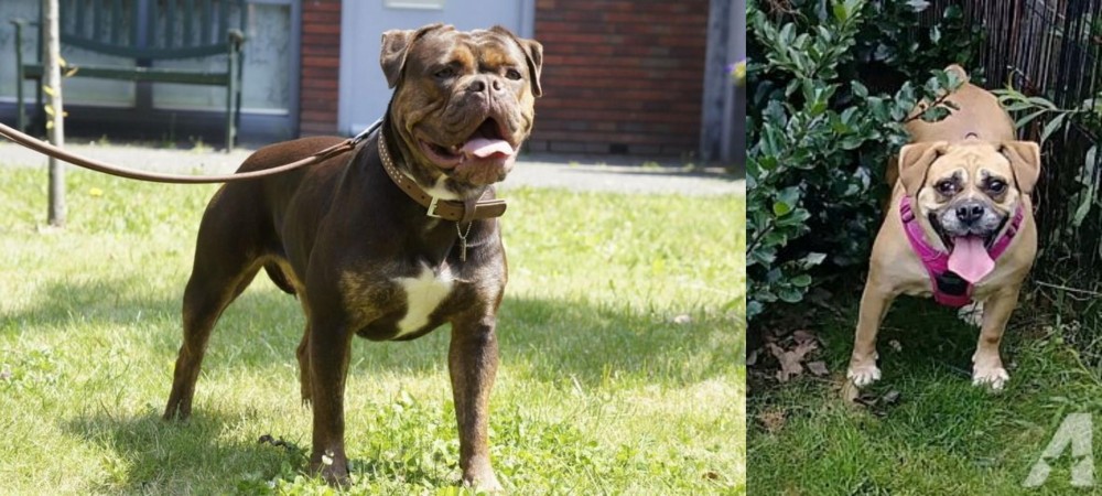 Beabull vs Renascence Bulldogge - Breed Comparison