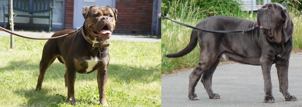 Neapolitan Mastiff vs Renascence Bulldogge - Breed Comparison