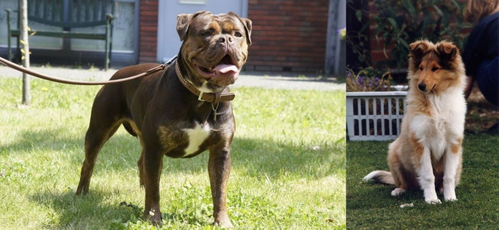 Rough Collie vs Renascence Bulldogge - Breed Comparison