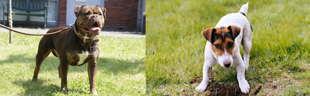 Russell Terrier vs Renascence Bulldogge - Breed Comparison