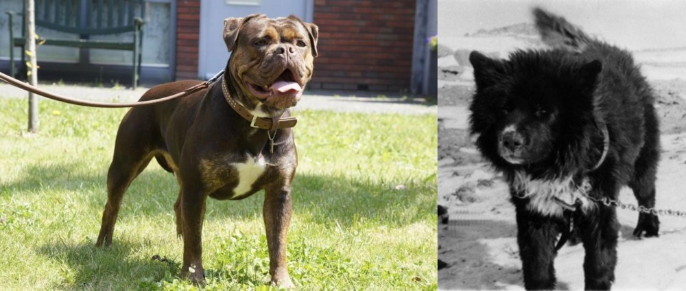 Sakhalin Husky vs Renascence Bulldogge - Breed Comparison