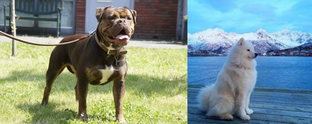 Samoyed vs Renascence Bulldogge - Breed Comparison