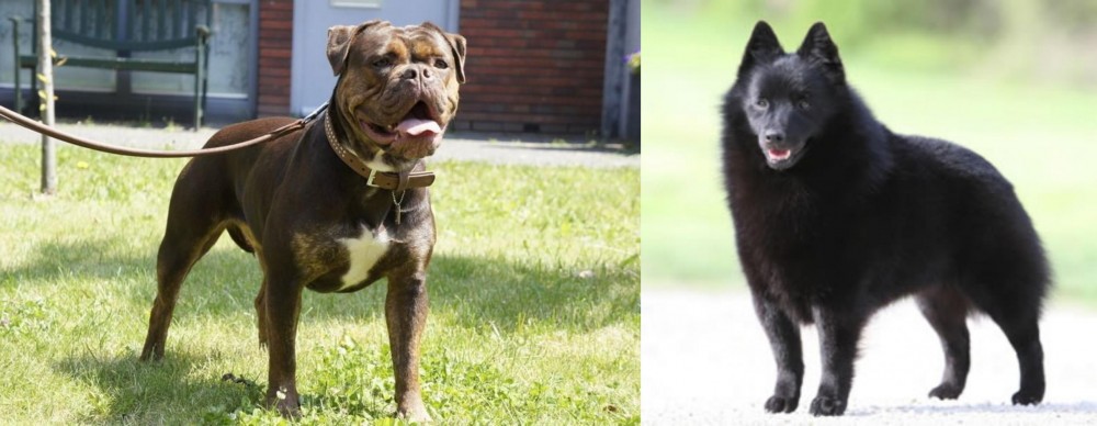 Schipperke vs Renascence Bulldogge - Breed Comparison