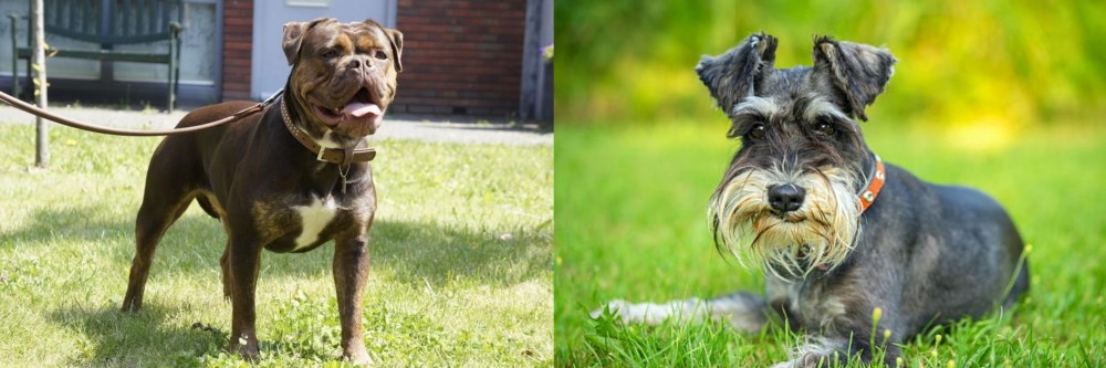 Schnauzer vs Renascence Bulldogge - Breed Comparison