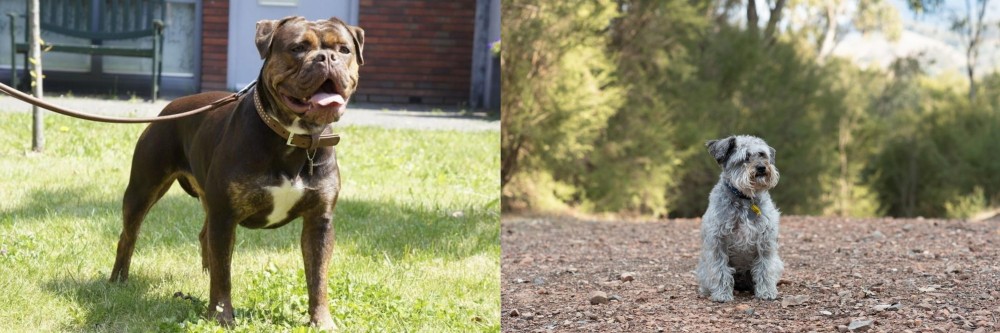 Schnoodle vs Renascence Bulldogge - Breed Comparison