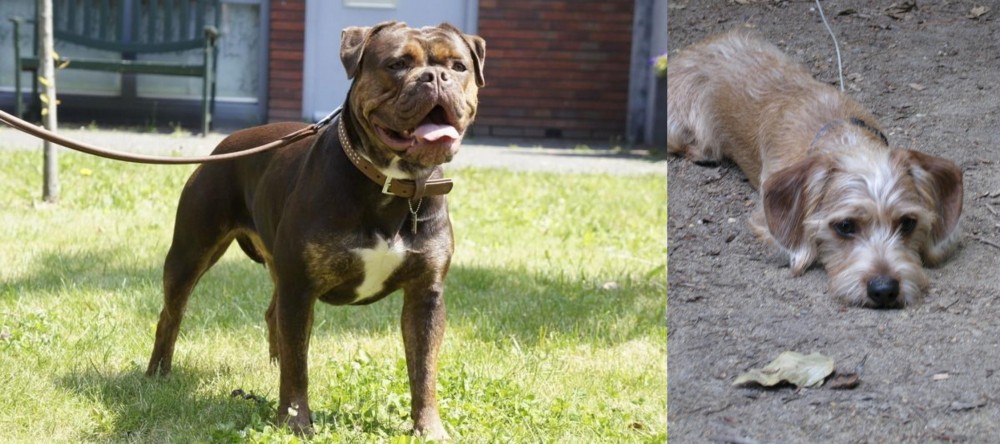 Schweenie vs Renascence Bulldogge - Breed Comparison
