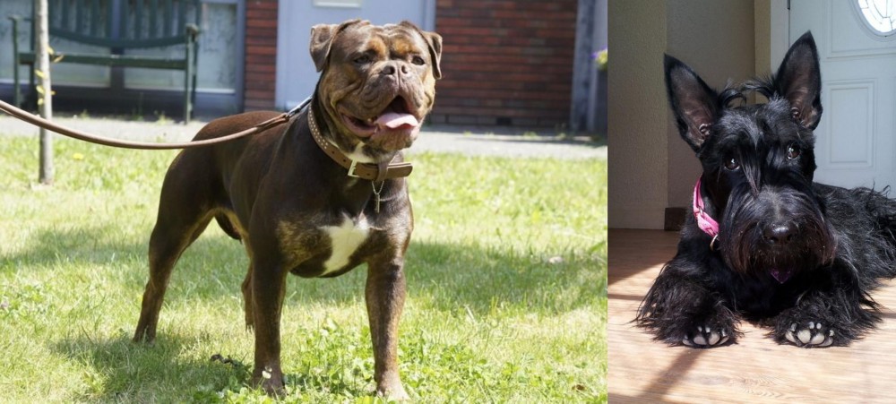 Scottish Terrier vs Renascence Bulldogge - Breed Comparison
