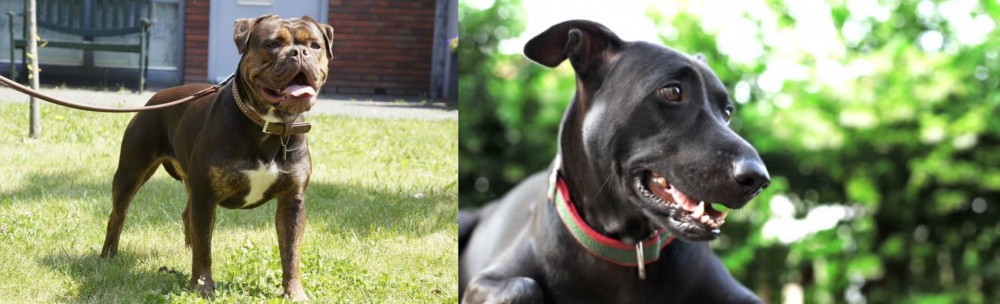 Shepard Labrador vs Renascence Bulldogge - Breed Comparison