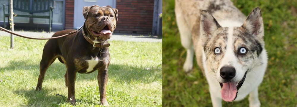 Shepherd Husky vs Renascence Bulldogge - Breed Comparison