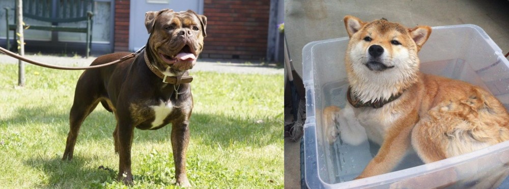 Shiba Inu vs Renascence Bulldogge - Breed Comparison