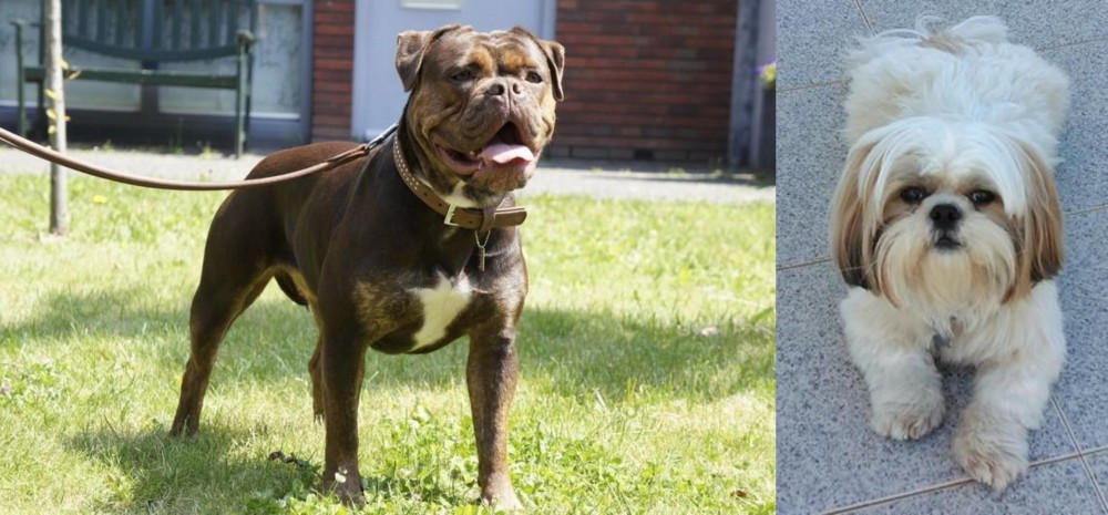 Shih Tzu vs Renascence Bulldogge - Breed Comparison