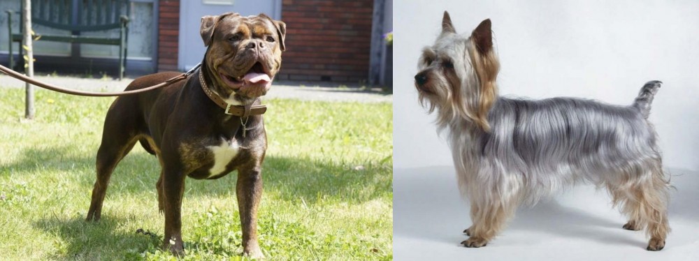 Silky Terrier vs Renascence Bulldogge - Breed Comparison