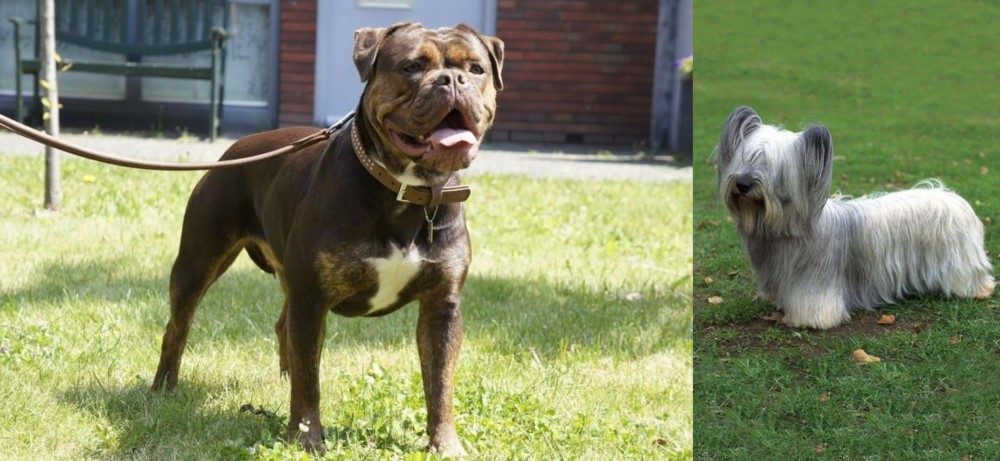 Skye Terrier vs Renascence Bulldogge - Breed Comparison