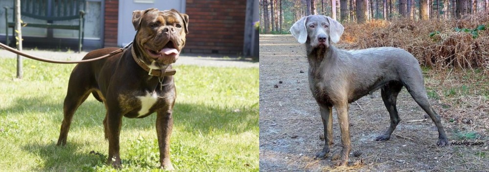 Slovensky Hrubosrsty Stavac vs Renascence Bulldogge - Breed Comparison
