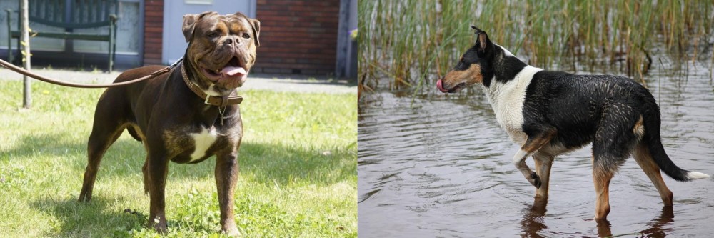Smooth Collie vs Renascence Bulldogge - Breed Comparison